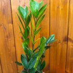 Zamiokulkas (Zamioculcas zamifolia) - výška 20-30 cm, kont. C1L